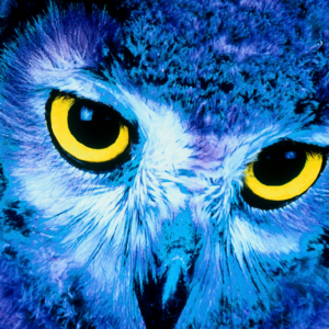 spirit animal owl